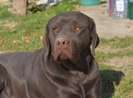 1 labrador  o0625.jpg